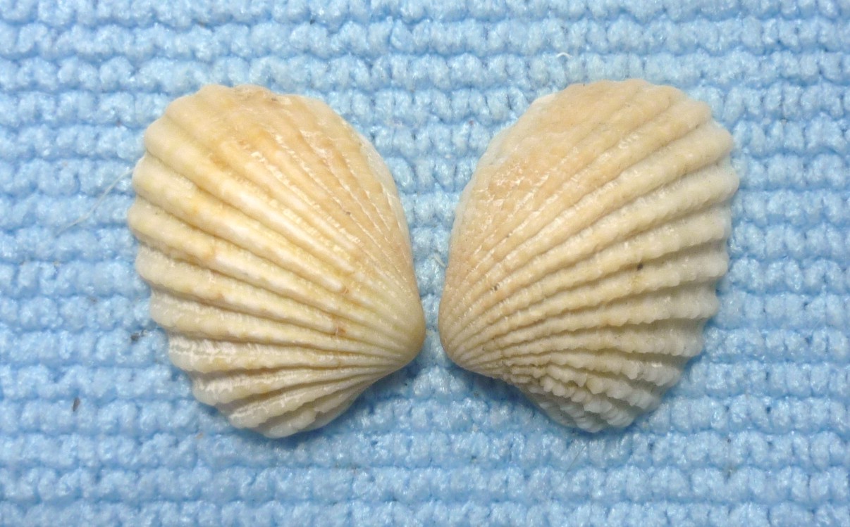 Glans elegans